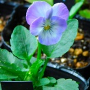 ビオラ種を蒔いて丁度一か月で開花!!