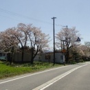 ２０２５年４月２５日の釣り　その５　桜並木の絶景