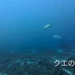 西川名ダイビングログ｜館山ダイビング