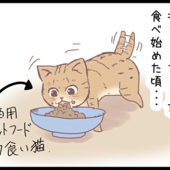 拾った猫がわんぱくすぎで・・・のまき