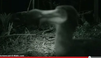 【UMA】絶滅したはずの飛べない鳥ドードー、いまも中米に生息か(動画あり)