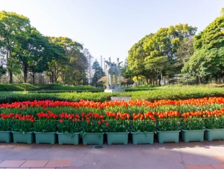 引地台公園で「大和市民まつり」開催するみたい。5月9・10日