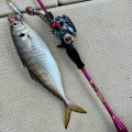 8月12日の釣果報告🐙🐙🐙🐙🐟✖️♾️