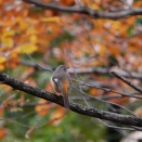 10月14日 　秋はジョウビタキ