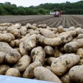 【病害虫侵入なら畑が壊滅】米国産ジャガイモ輸入解禁に北海道生産者から強い反対