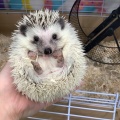 ハリネズミ男の子🦔