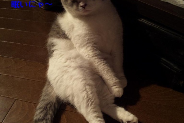 青にゃんワールド - 猫のＩＢＤ