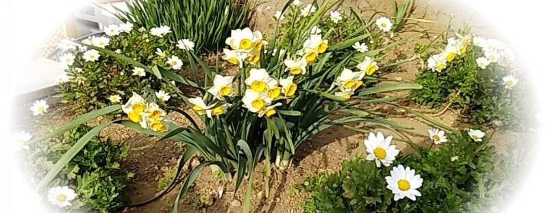 第19回 三浦海岸桜まつり 開催中止 チャンスの輪 Byチャンス企画