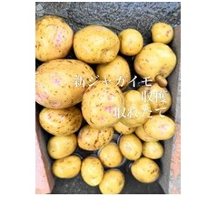#ジャガイモ🥔　#収穫　#那須ガーデン🪴アウトレット　#ピザ　国宝　武豊