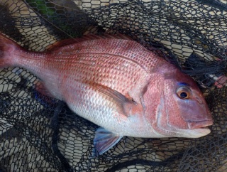 マダイの季節がやってきた