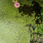 【画像】浮き草 バイバインの恐ろしさを教えてくれる