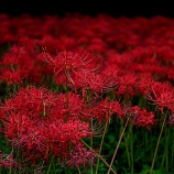 『2025.9『真庭市川東公園の彼岸花群生地❷』岡山県真庭市』の画像