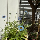 ＊素朴で可愛い青い花キングフィッシャーデイジー満開