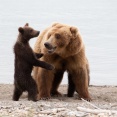 【動画】ヒグマのスピード、ガチのマジでヤバいｗｗｗｗｗｗｗｗｗｗｗｗｗｗｗｗ