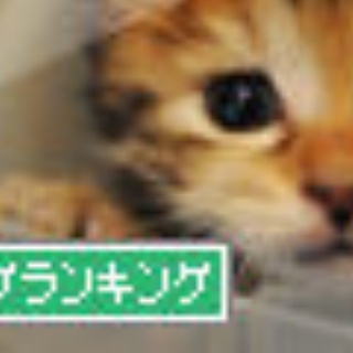 東京キャットガーディアンシェルター日記