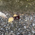 玄関開けたらでかいクワガタいて草