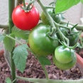 なぜ家庭菜園でトマトを育てたがるのか