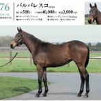 新入一口馬主の活動履歴