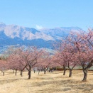 アスペクタの河津桜！