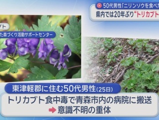 【青森】トリカブト食中毒で50代男性が意識不明　ニリンソウと間違えて食べたか