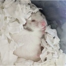 寒空の公園に棄てられた多数のハムスター、犯人は誰だ！