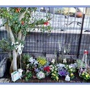 寄せ植えとミニガーデン