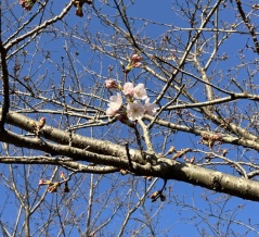 向島運動公園桜開花情報2026年