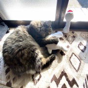 【猫写真】日向ぼっこマロちゃん