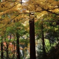 (4)京都西山善峯寺の紅葉はとても綺麗だった!