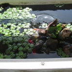 虎ノ門虎之助のベランダ・ラボラトリー ft.メダカ