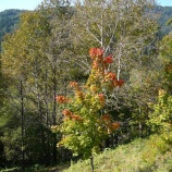 『大雪ダムあたりはぼちぼちと紅葉がはじまりました』の画像