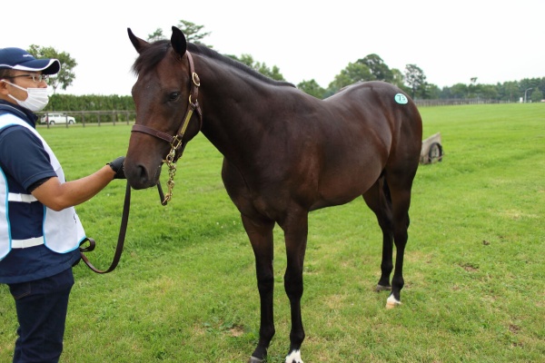 東京優駿を勝つまで シルク評価