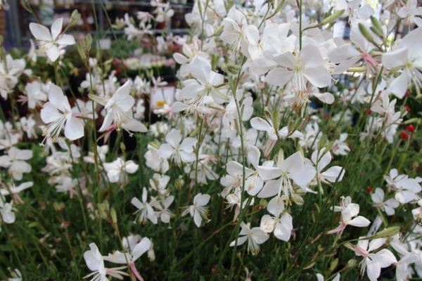 Asamana Manager S Blog 15