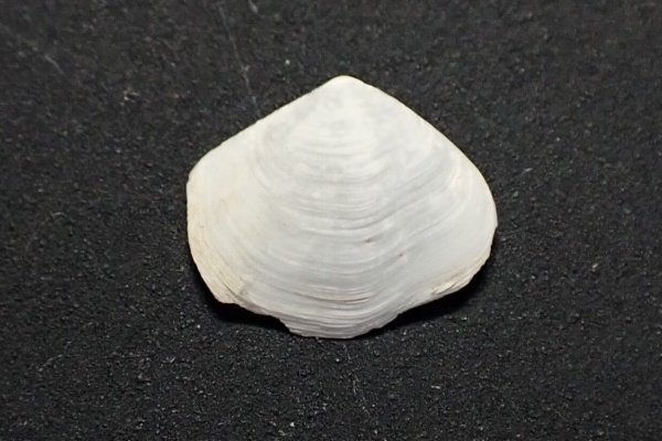 図鑑を作る（二枚貝編） - スエモノガイ科