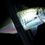  釣果で証明する釣りの理論 ── 私が思うところ。