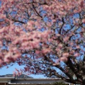 今町の桜