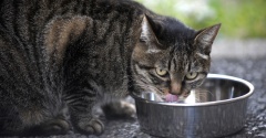 やさしいねこ　１０