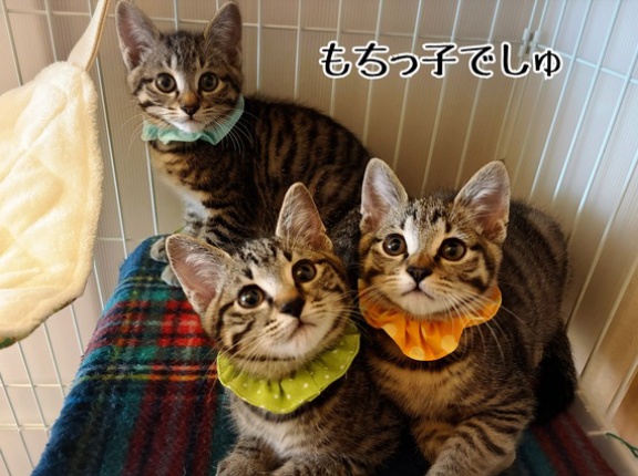 どちらさま☆もちっ子の来し方