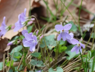 鳥見散歩・時どき（２６５）