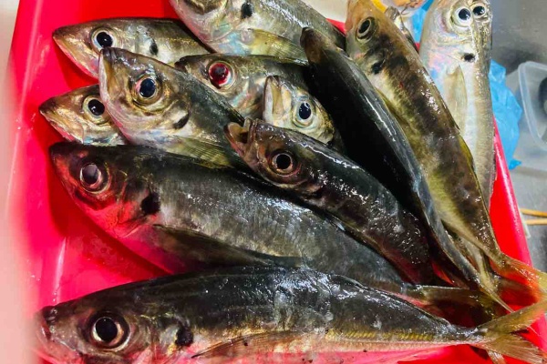 すみやんの とりあえず釣りに行こうと思います アジング