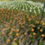 佐渡活性化日誌