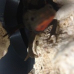 イモリ飼育速報