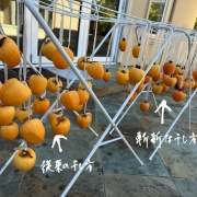 もっとずぼらな柿の干し方 色々