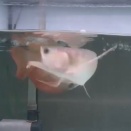 鳳凰龍"Tanakaセレクト"