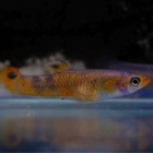 『1月12日(金)熱帯魚入荷情報②🌟』の画像