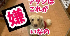 暑い日はこれだね。