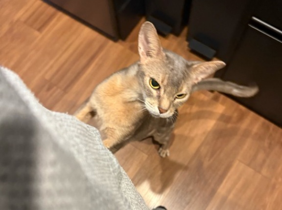 抱っこマンにキッチンで後ろから甘噛みされる