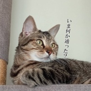 娘の夏休みはまだ始まっていない。と、キラキラリンなしずく作りました。