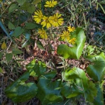 関東人気の山、目白押し