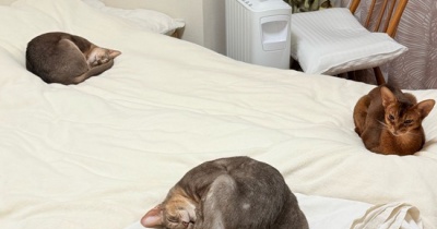 ワカボウニャイトとボクチンニャイトとボーットリス